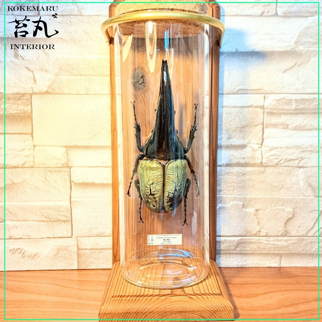 ラグジュアリー【昆虫標本】(極太血統)ヘラクレスオオカブト♂134.8mm