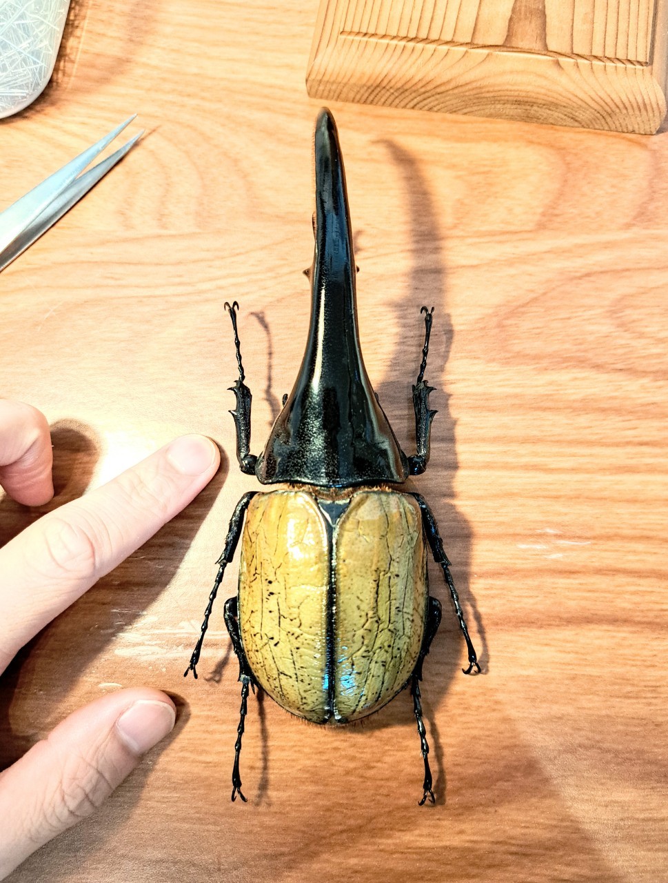 昆虫標本 超大型血統ヘラクレスオオカブト雄163mm 美形 昆虫標本 超