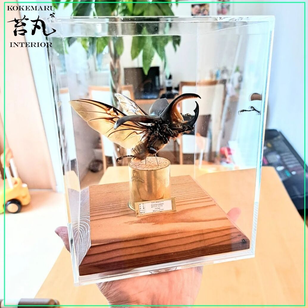 昆虫標本 大型サタンオオカブト103mm 飼育個体 昆虫標本 大型サタン