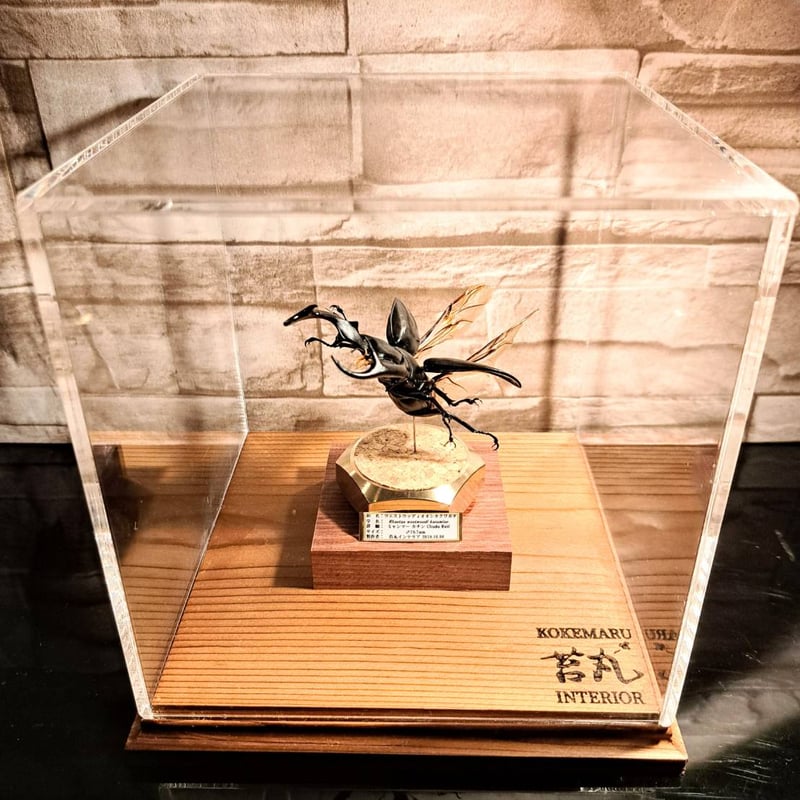 ラグジュアリー 昆虫標本】ウエストウッディオオシカクワガタ♂79.8mm