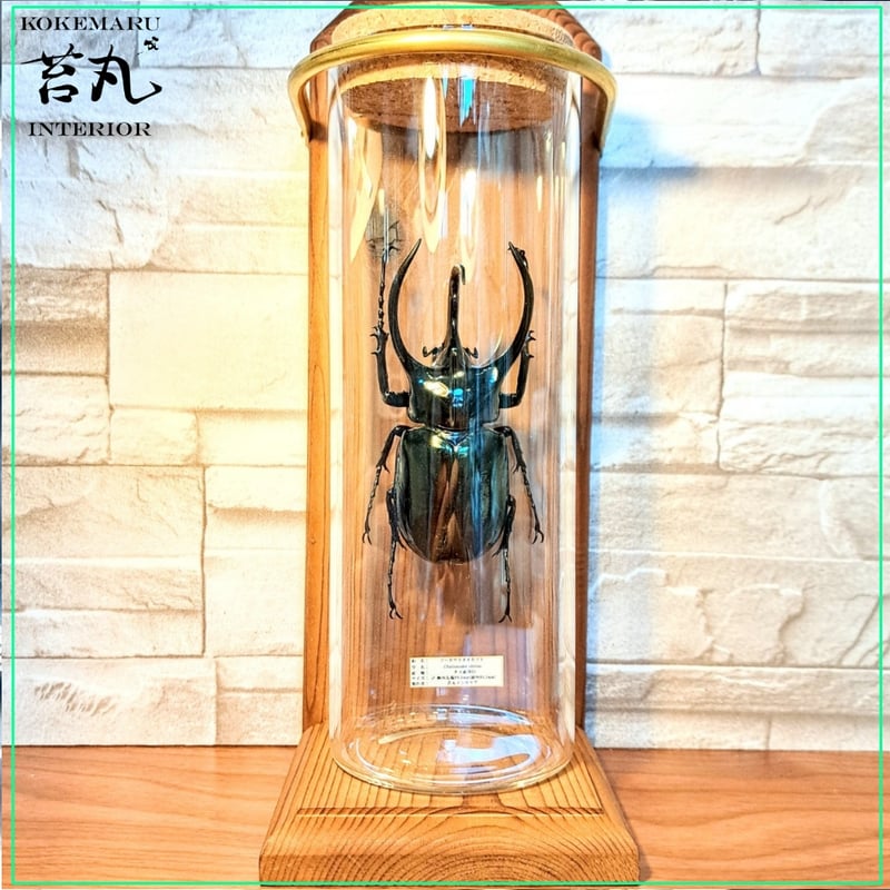 1点もの【昆虫標本】(レア品)コーカサスオオカブト♂単体99.5mmタイ産