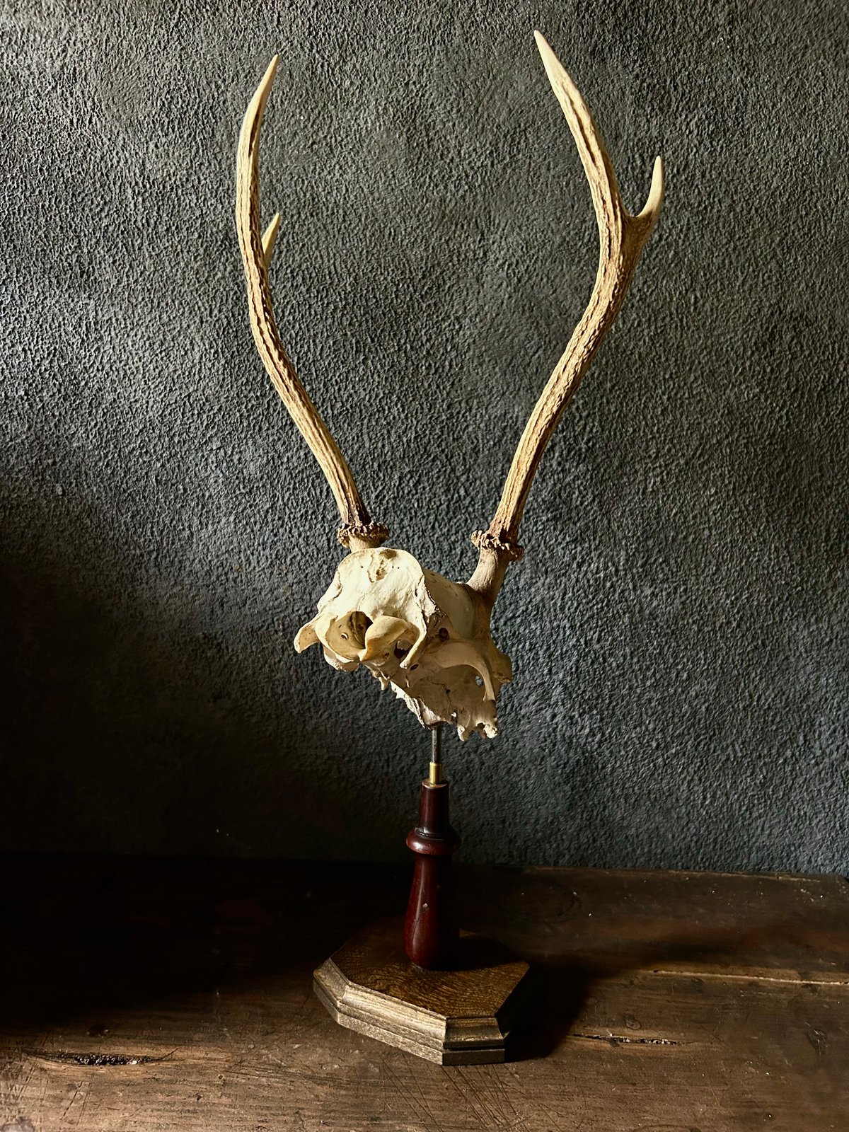 鹿角 標本 / 本物 頭蓋骨 / ハンティングトロフィー / 自然標本
