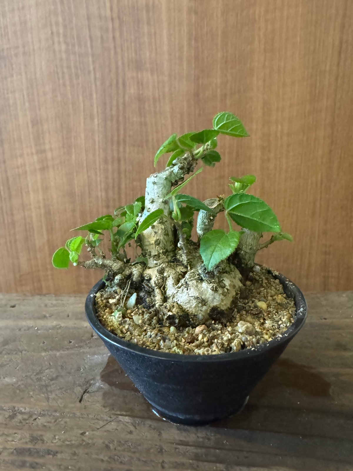 専用 オオハマボウ 小品盆栽 太幹 ハート型の葉 オオハマボウ 小品盆栽