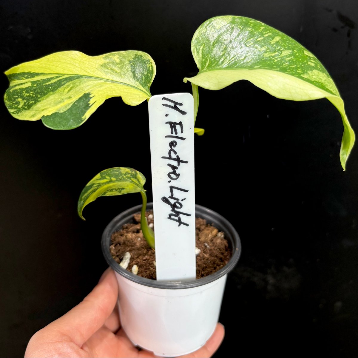 Monstera deliciosa 'Electrolight' (1点物) | hanat