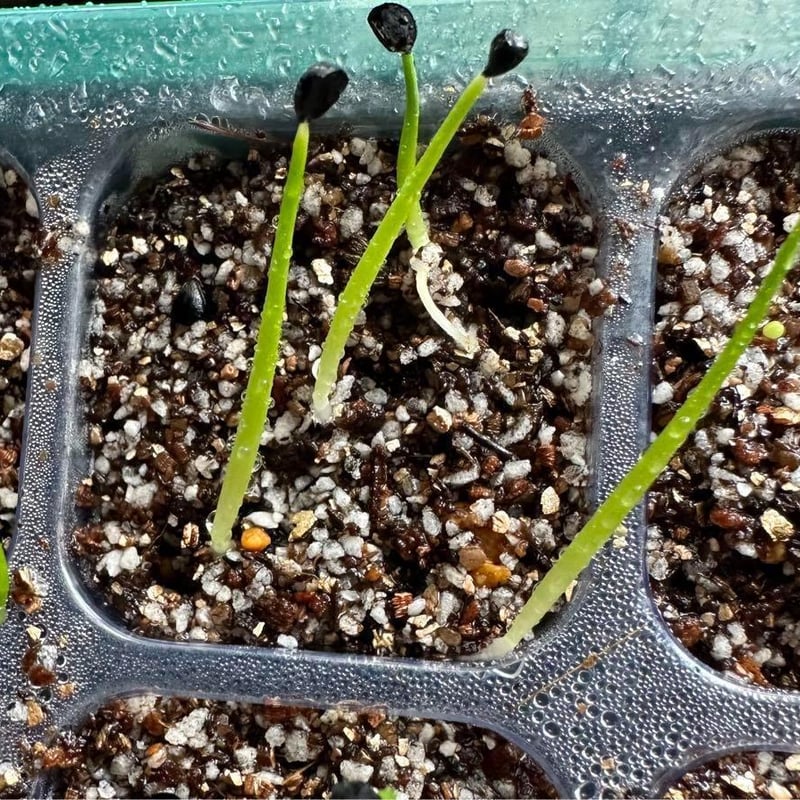 アガベ】陽炎エボリスピナ純血種子50粒【曲刺 強刺】 | プラントウィズ