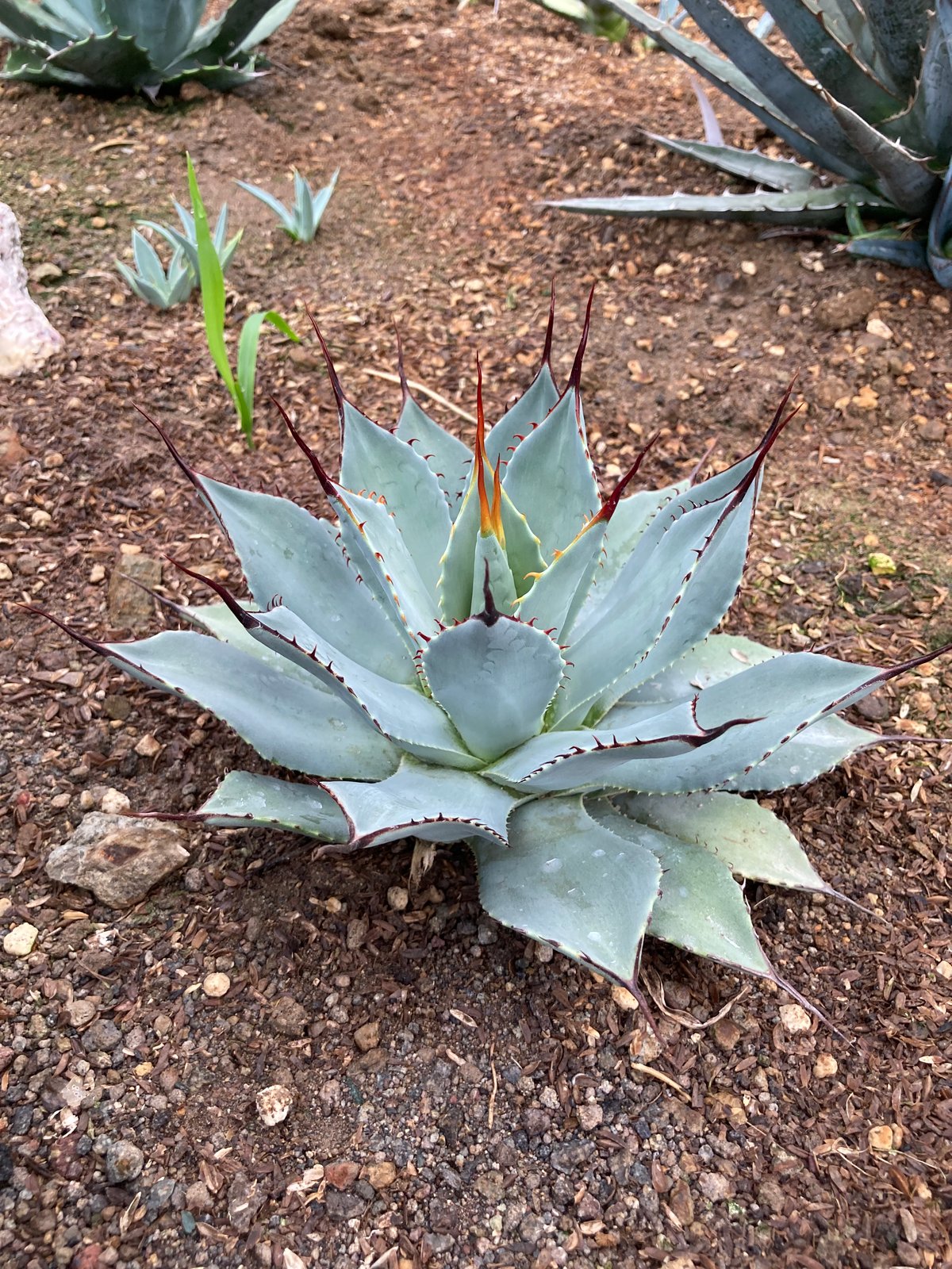 fit=scale-down,w=1200