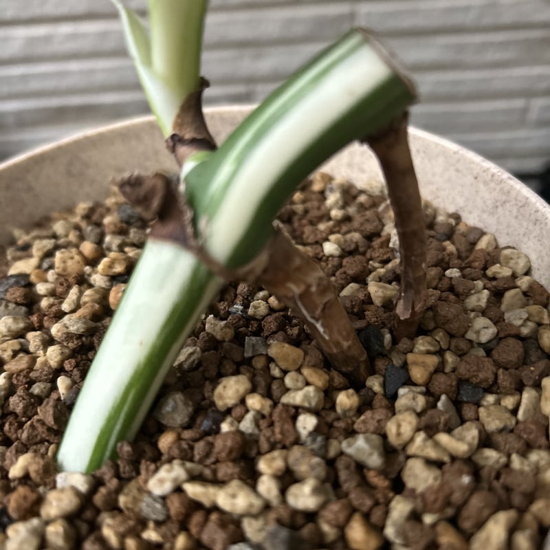 モンステラ ホワイトタイガー 極斑入り ハーフムーン M002 | Le Ruban