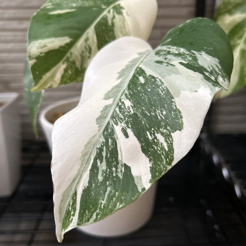 モンステラ ホワイトタイガー 極斑入り ハーフムーン M003 | Le Ruban