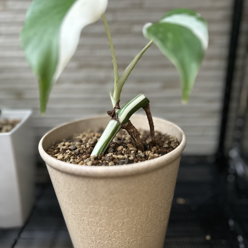 モンステラ ホワイトタイガー 極斑入り ハーフムーン M002 | Le Ruban