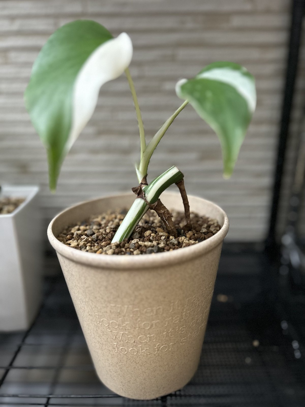 な*え様 斑入りモンステラホワイトタイガー大茎5株おまとめ りん