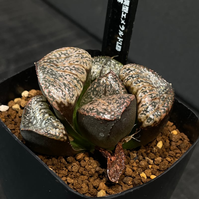 多肉植物 ハオルチア 翠雲 × プラ鉢 | 最終的にサボテン オンラインストア