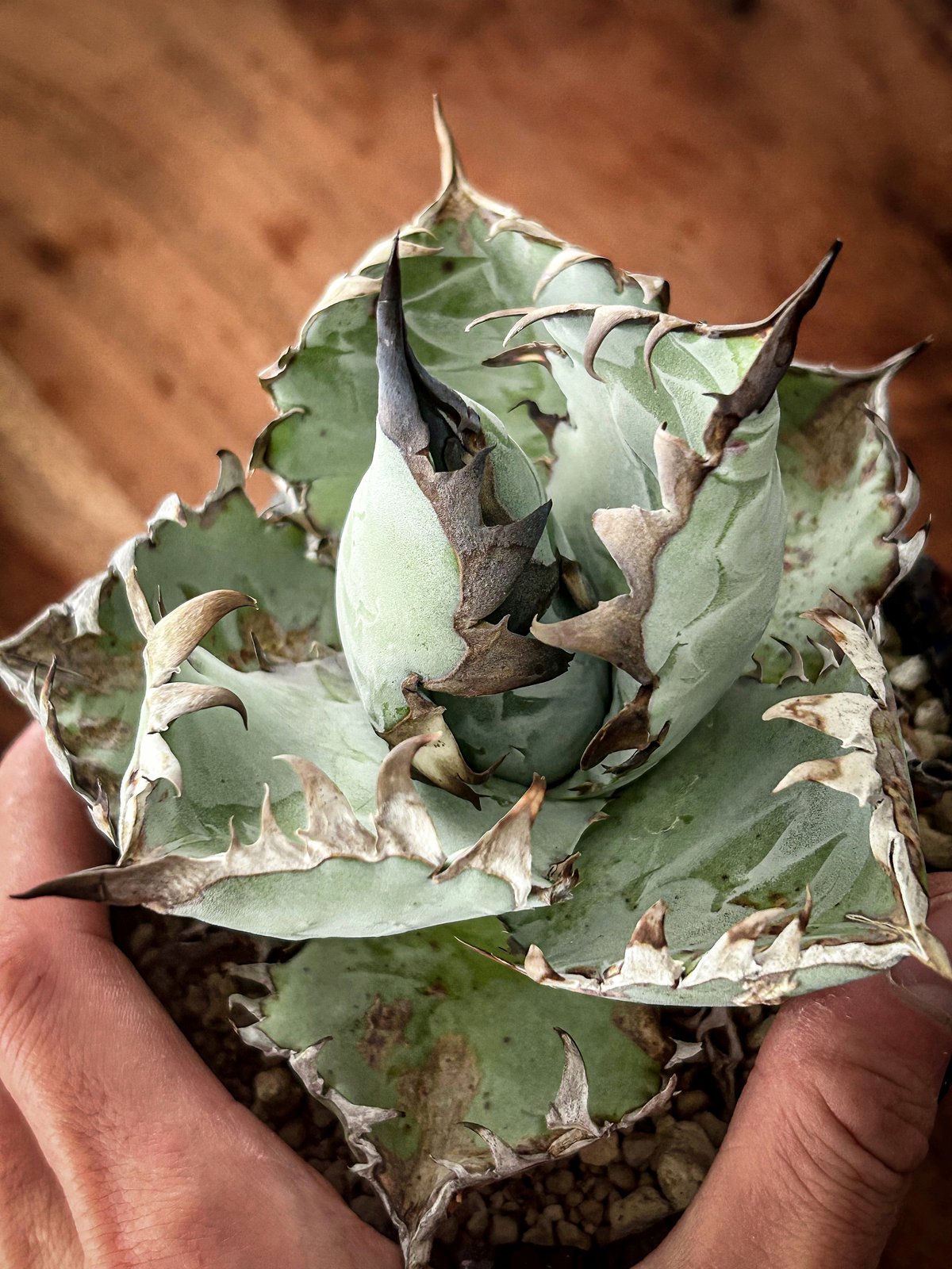 アガベ チタノタブルー