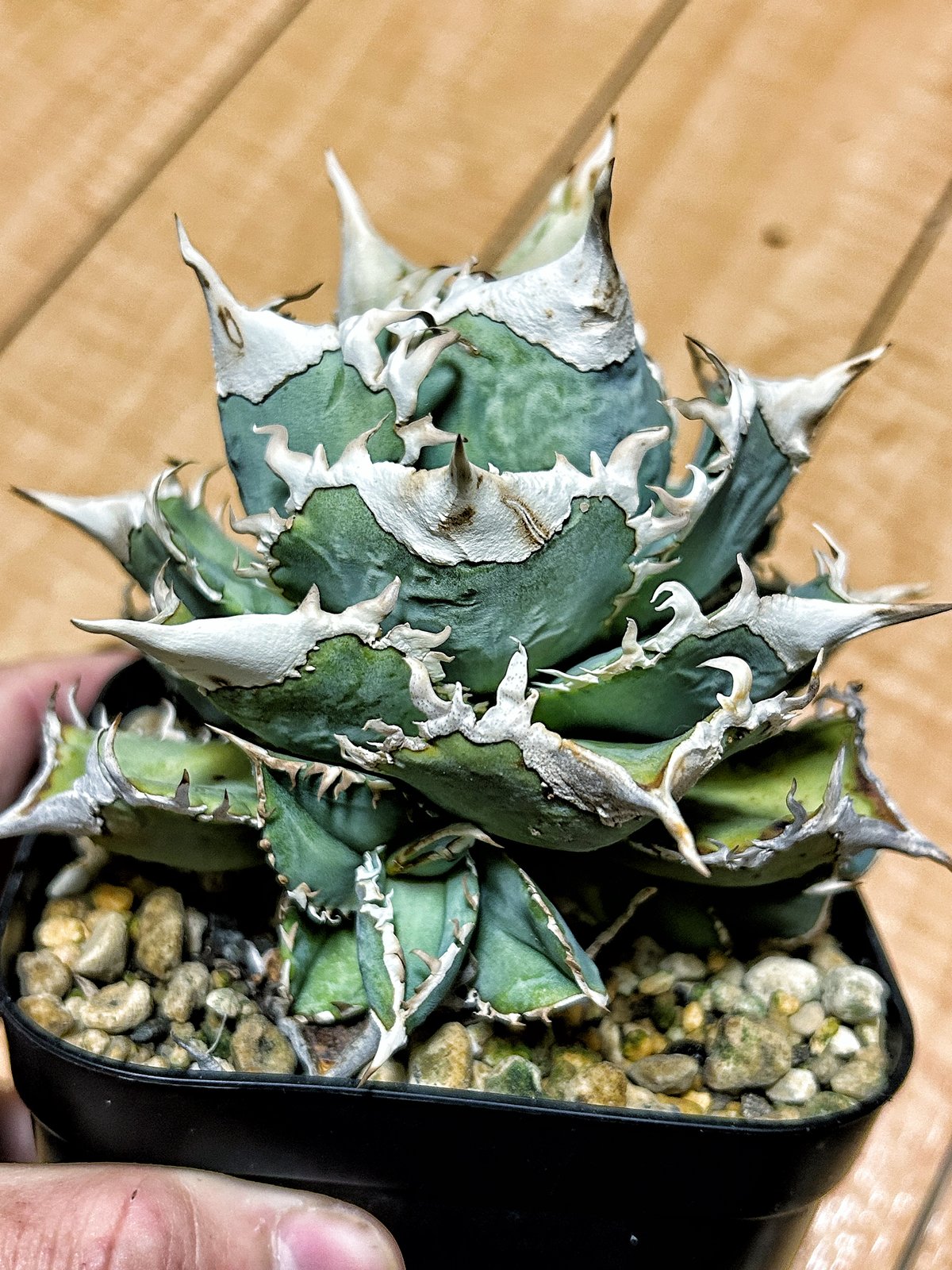 アガベ Heartplantsコレクション白豪棘 子株 オテロイ | アガベ専門店