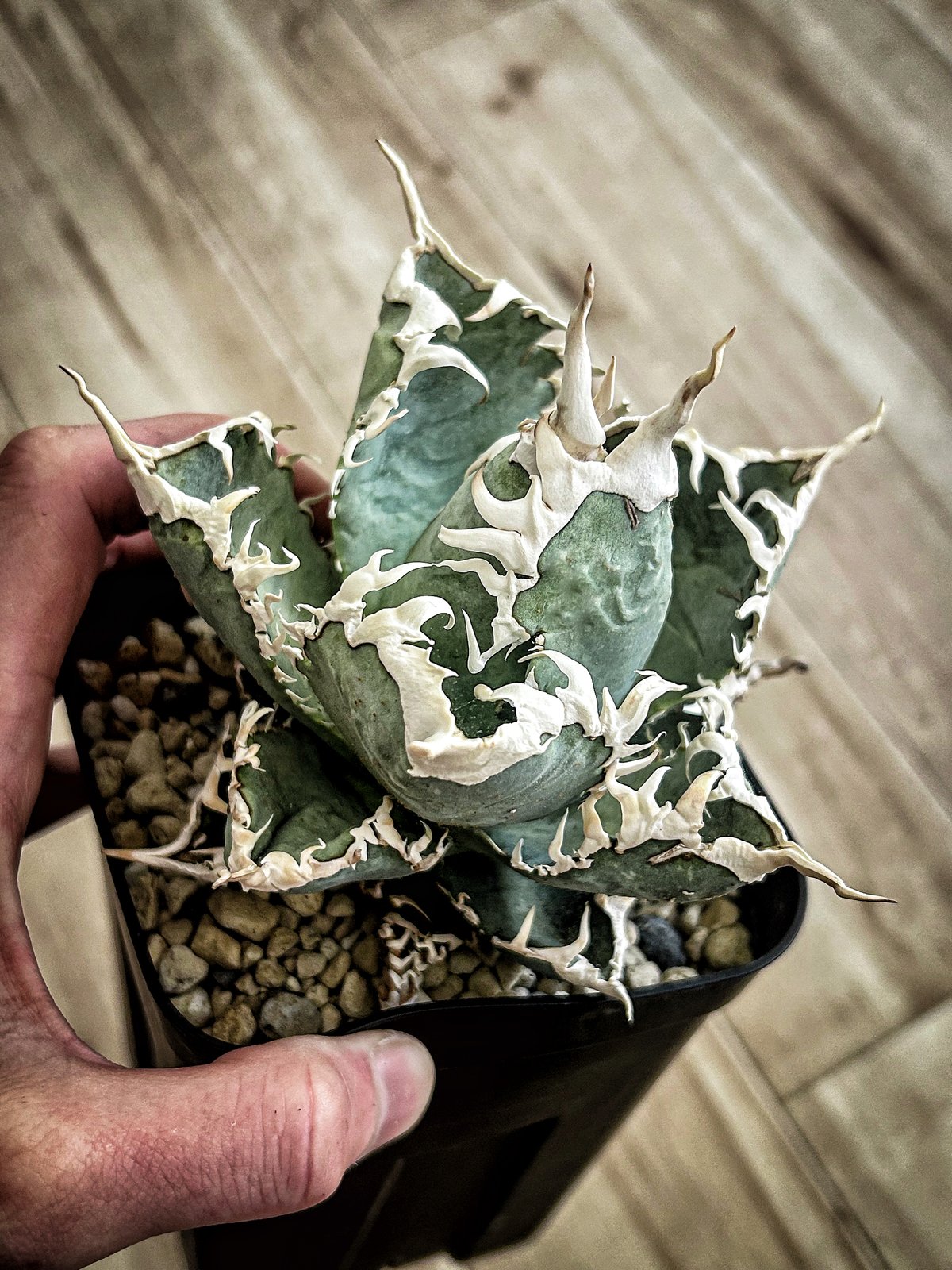 アガベ オテロイ