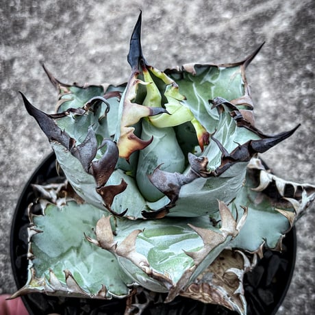 アガベビースト | STORES