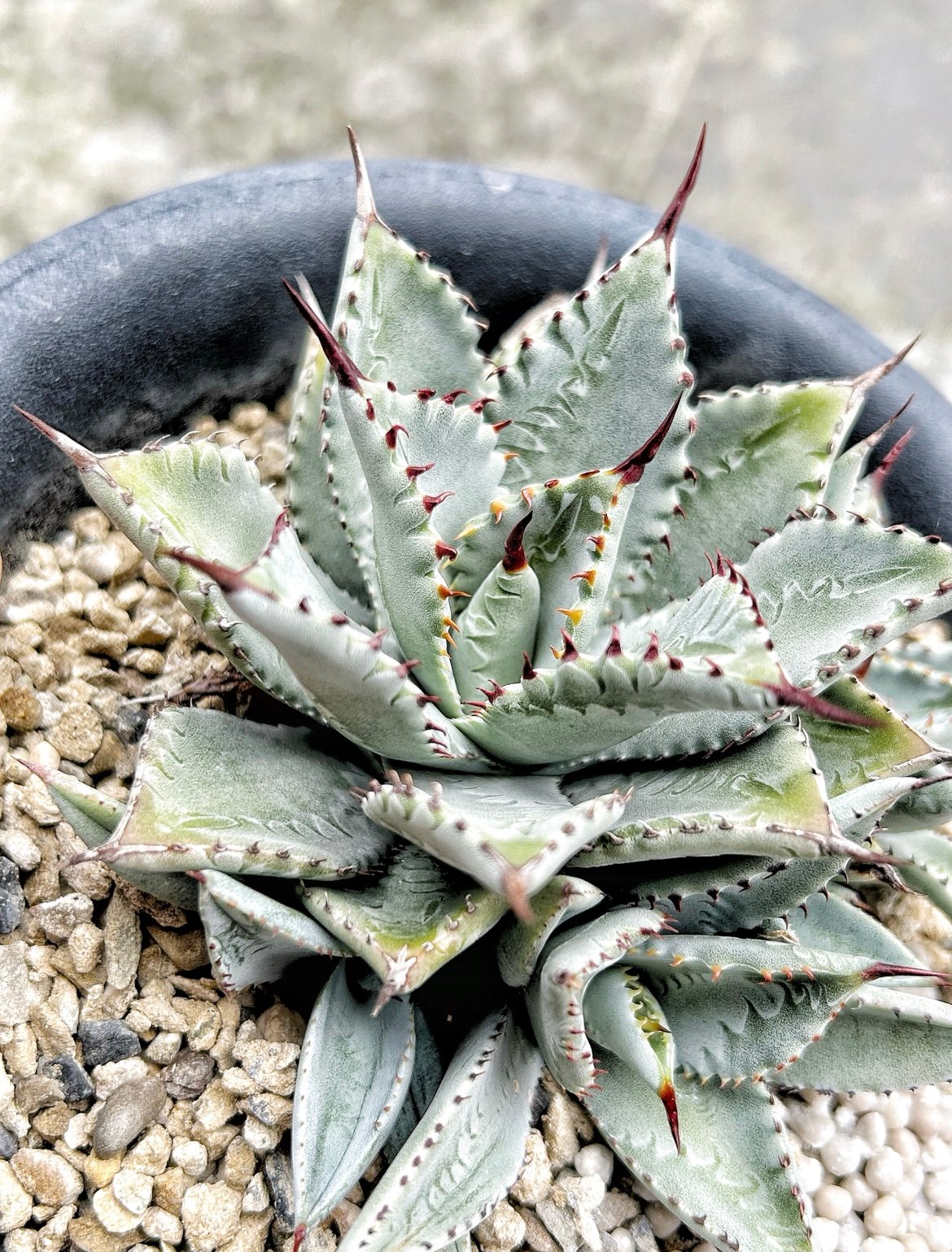 アガベ 甲蟹×血屈 ハイブリッド 肉厚 青葉 子株 | アガベ専門店 Heart