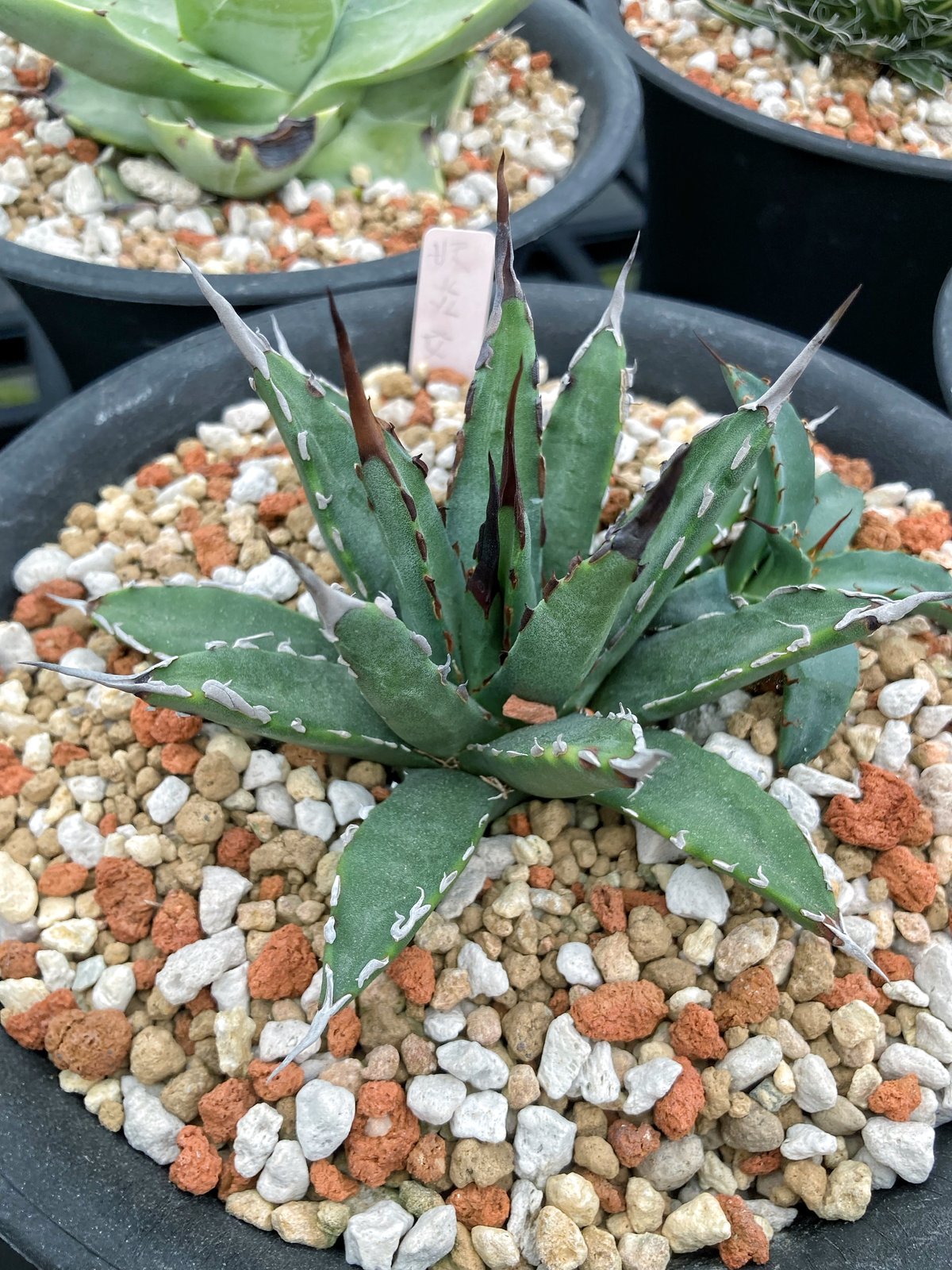 アガベ 妖炎×笹雪 希少ハイブリッド 子株 | アガベ専門店 Heart plants.