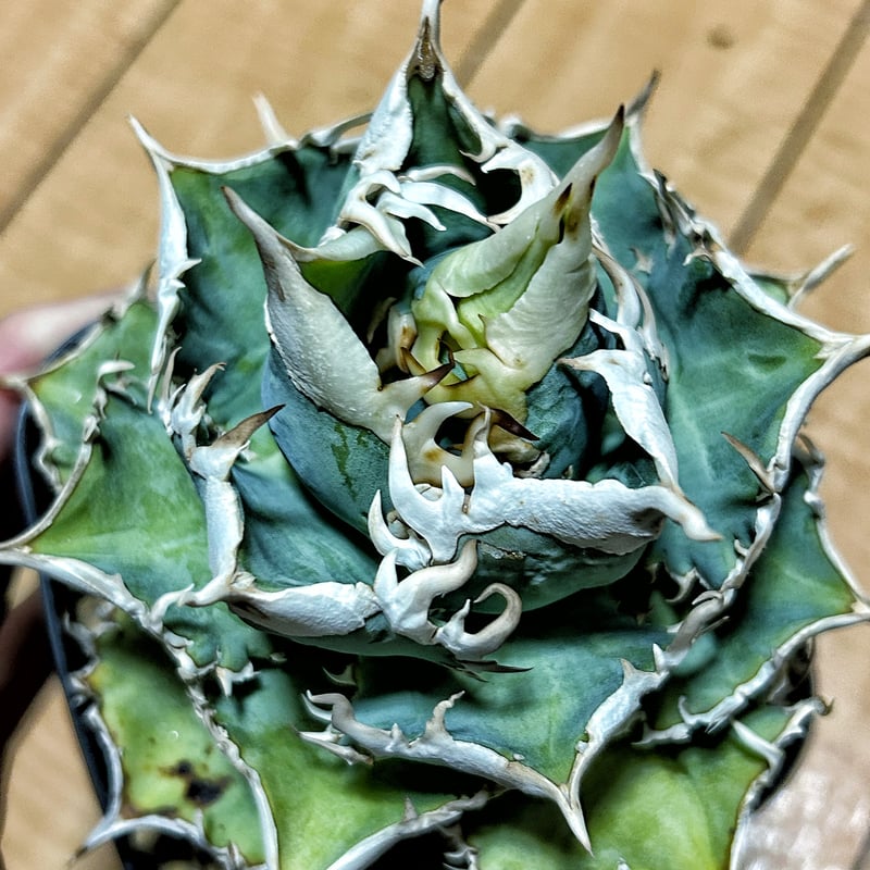 アガベ Heartplantsコレクション白豪棘 子株 オテロイ | アガベ専門店