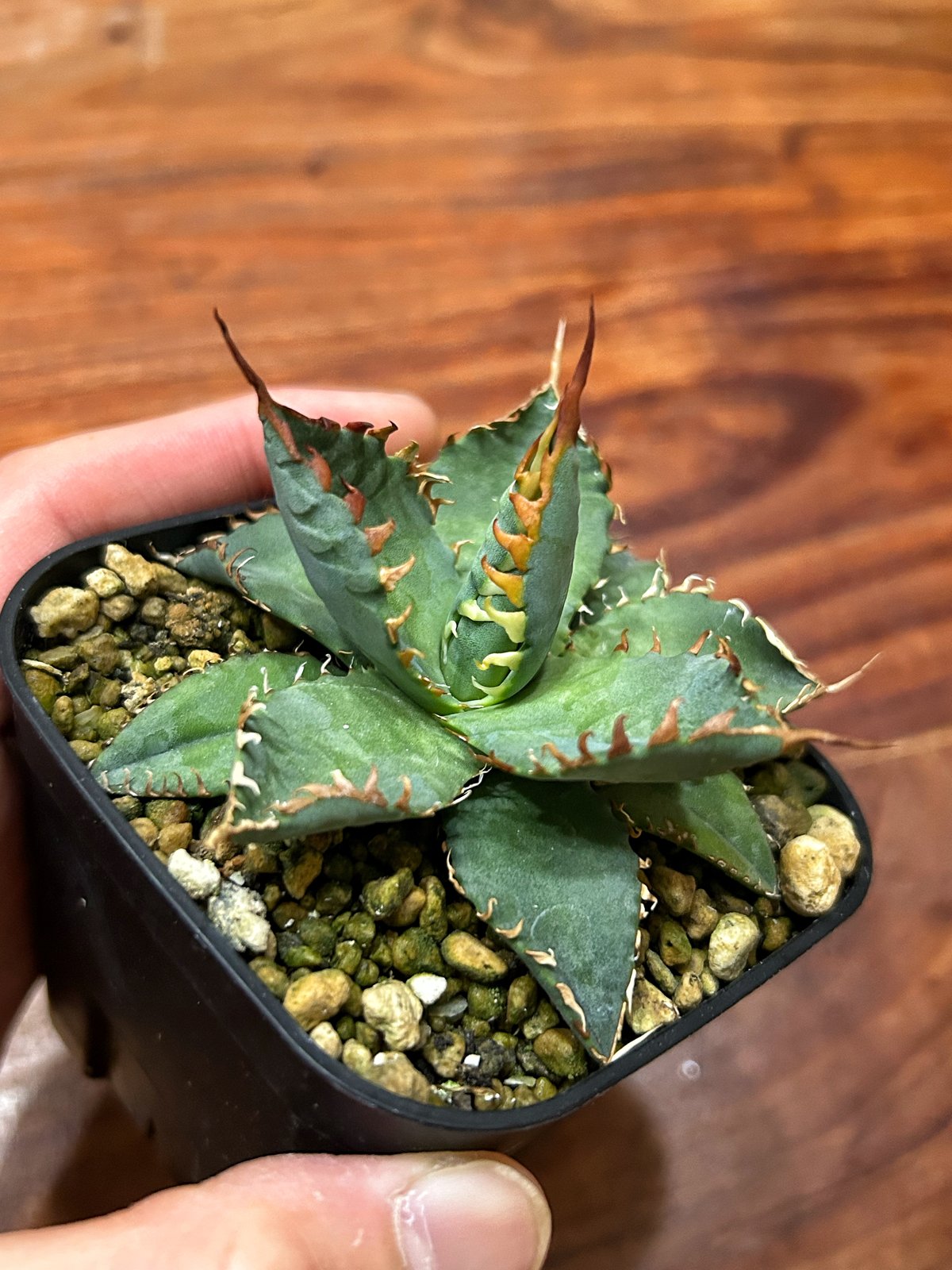 アガベ エボリスピナBB 妖炎BB 良型選抜個体 | アガベ専門店 Heart plants.