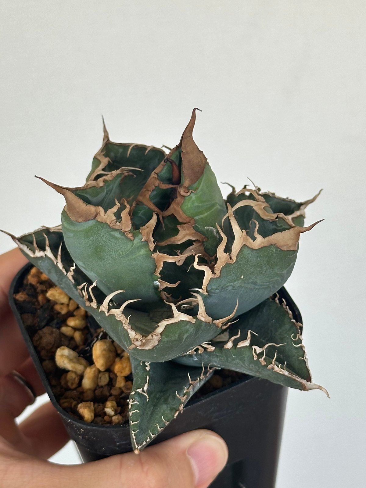 アガベ チタノタ 悪魔くん/スーパーチタノタ/bakemono（発根済TC苗