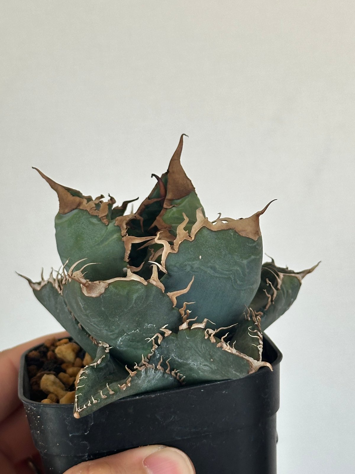 アガベ チタノタ 悪魔くん/スーパーチタノタ/bakemono（発根済TC苗