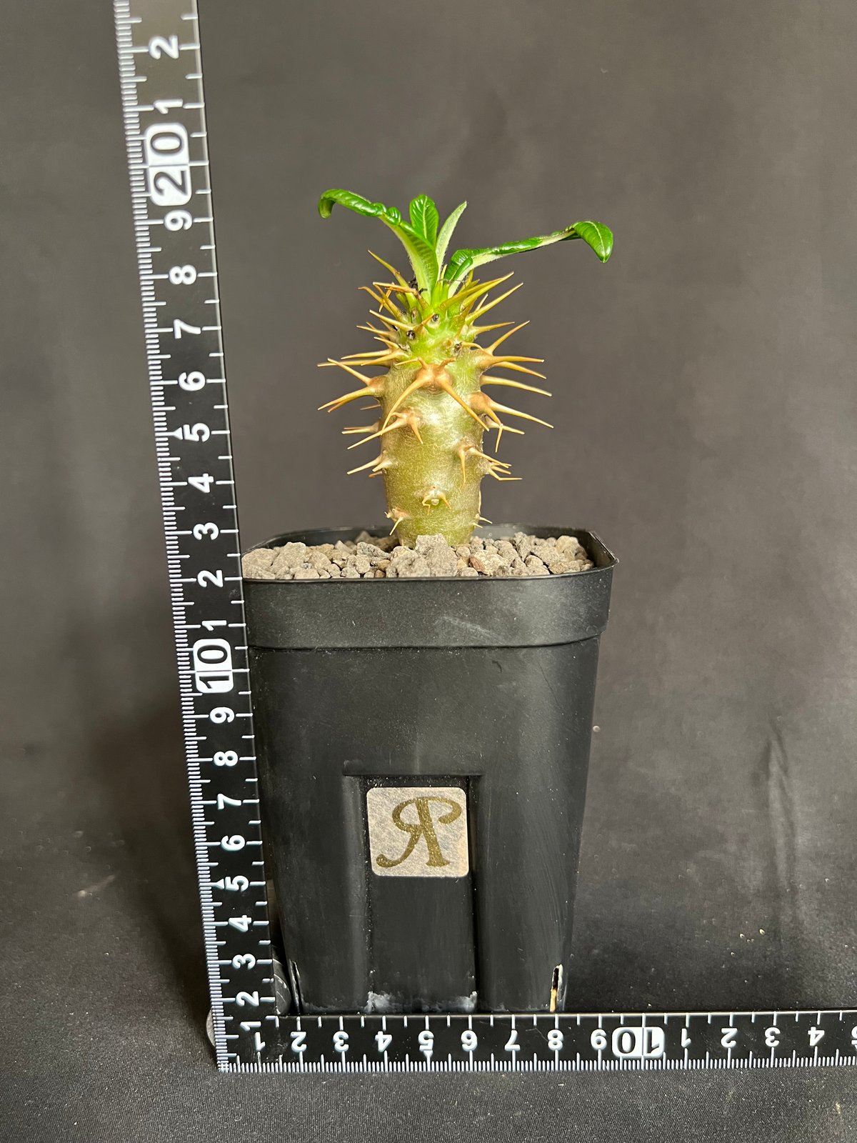 パキポディウム・アンボンゲンセ実生 | HANDS PLANTS