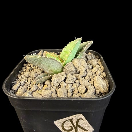 アガベチタノタ麻花龍 | STORES