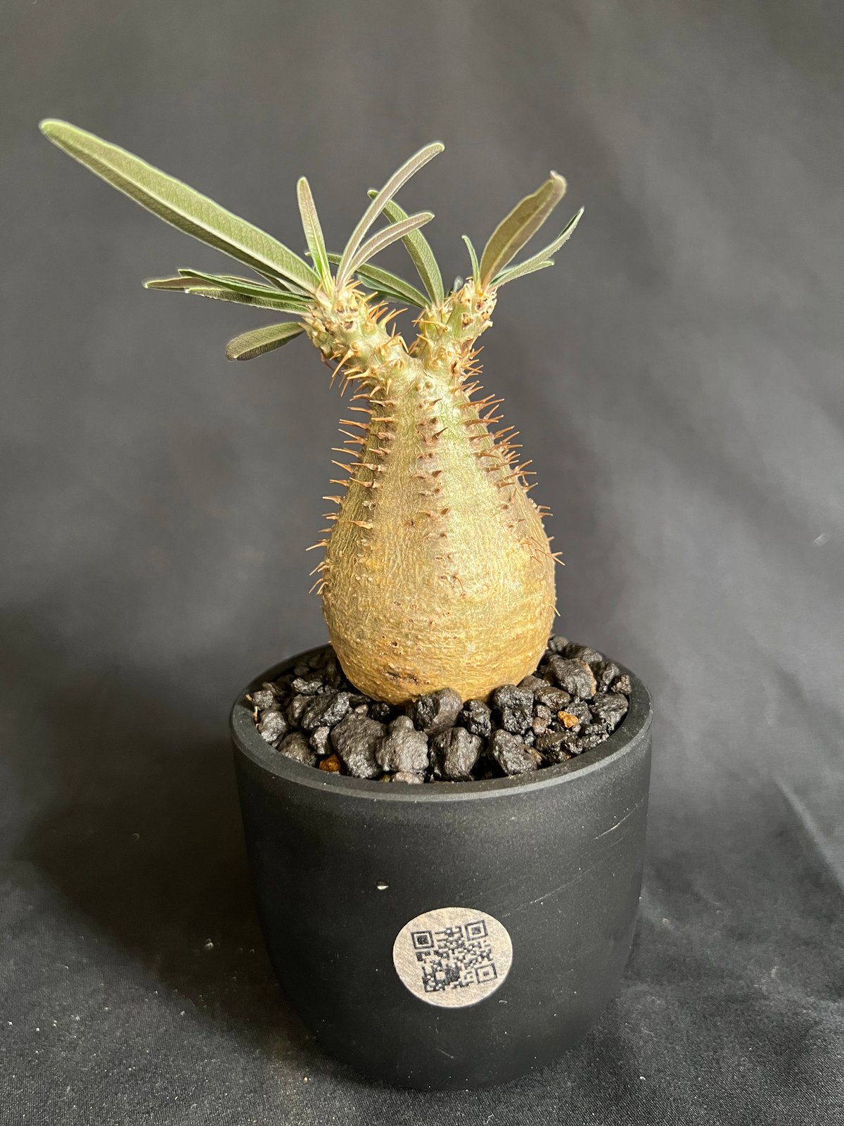 パキポディウムグラキリス 発根済み 14 | HANDS PLANTS