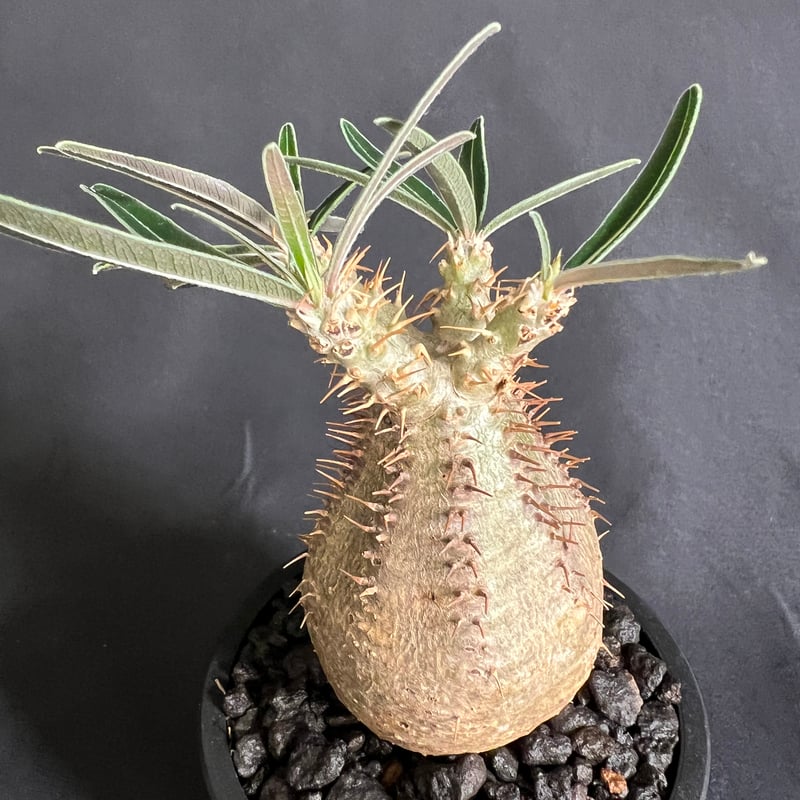 パキポディウムグラキリス 発根済み 14 | HANDS PLANTS