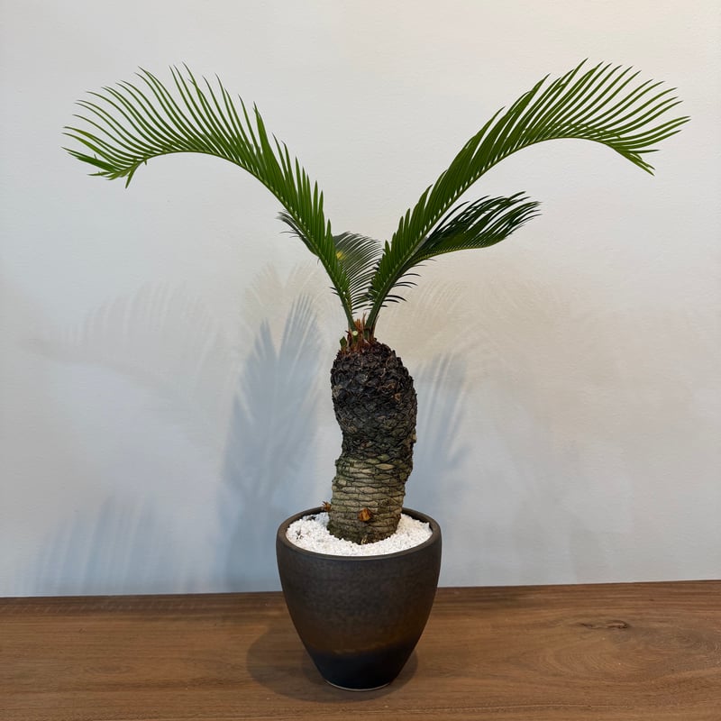 ソテツ サイカス レボルタ | MEGASHEEP