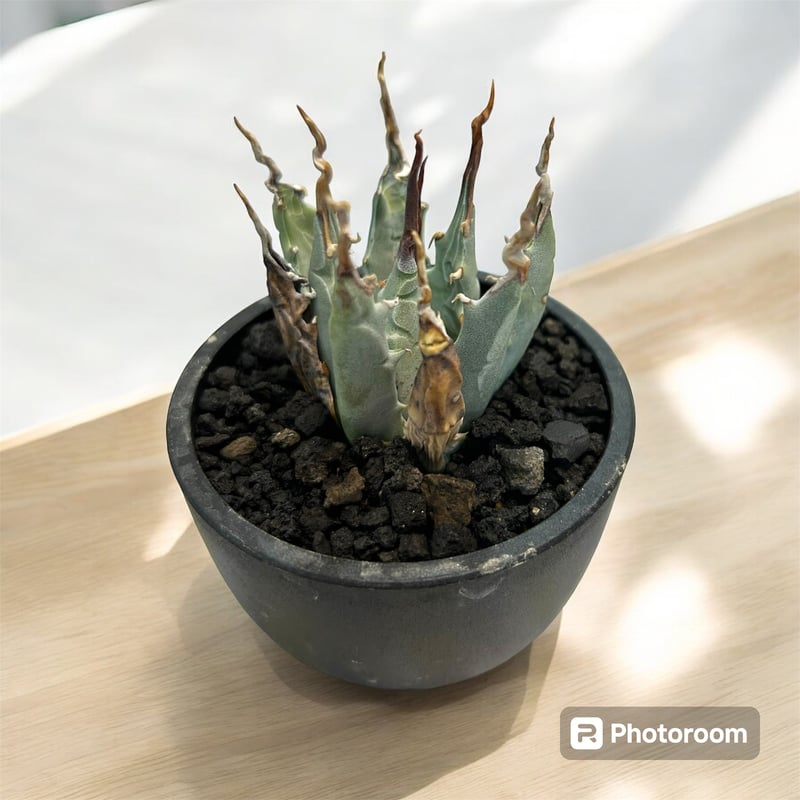 アガベ ユタエンシス エボリスピナ（（USA株）発根済み | HARENOHI-PLANTS