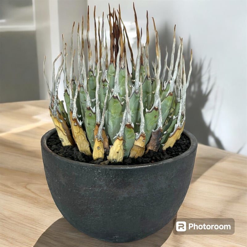 アガベ ユタエンシス エボリスピナ（（USA株）発根済み 大株1