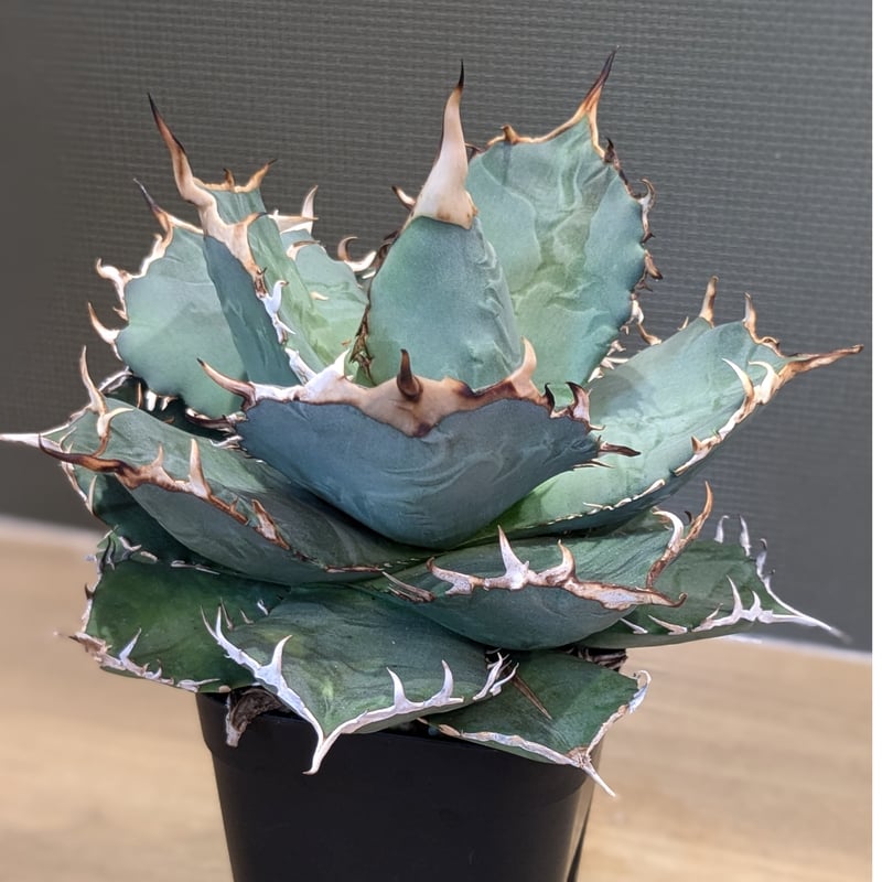 アガベ オテロイ ＊実生株＊ | FELICITA