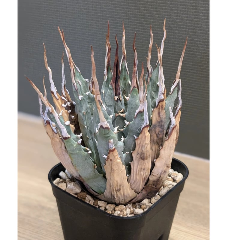 アガベ ユタエンシス エボリスピナ ＊陽炎＊ | FELICITA