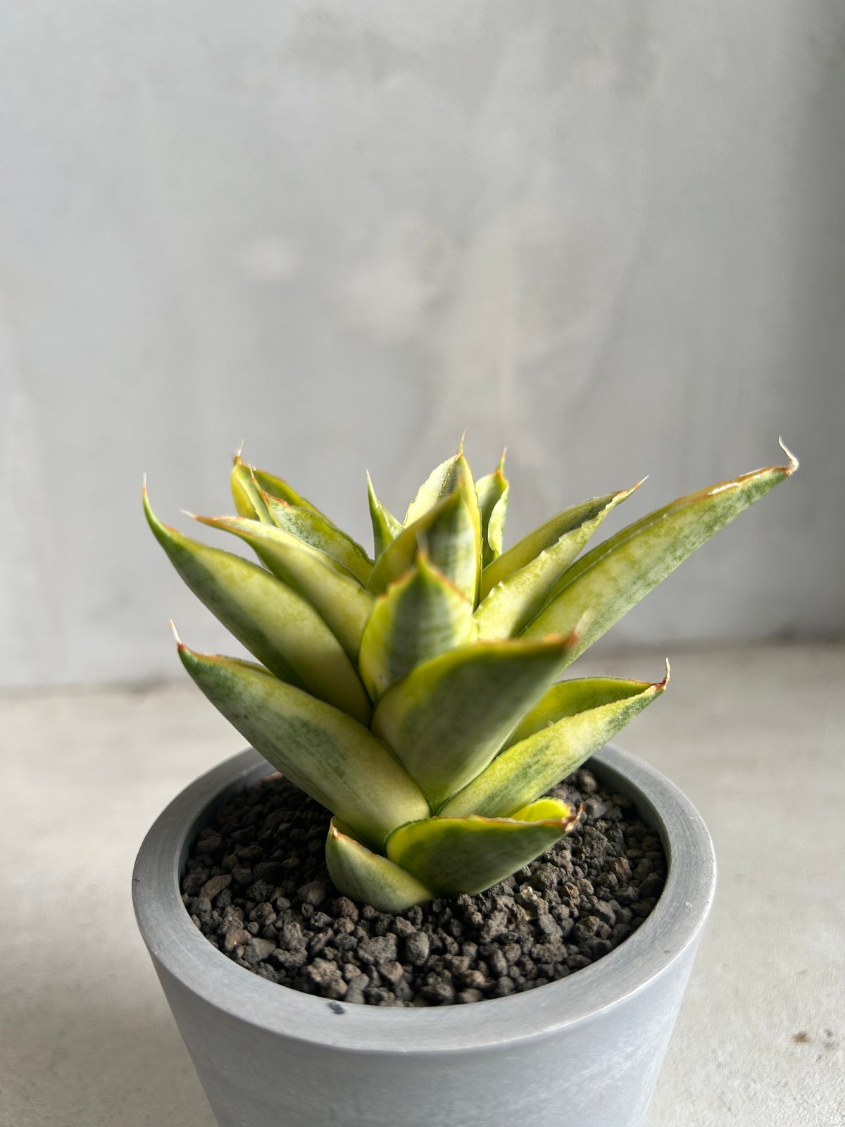 サンセベリア パゴダ 斑入り | ソレトナ植物店