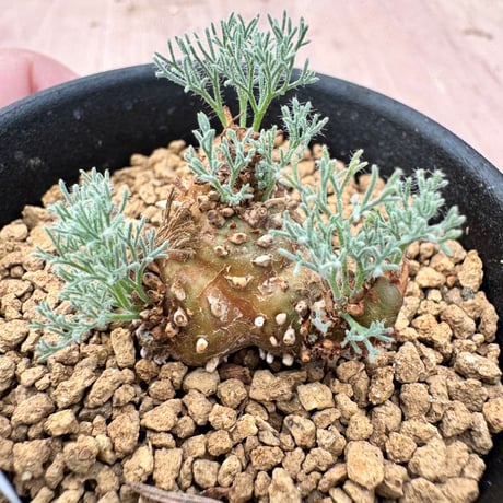 モンソニアペニクリナム | STORES