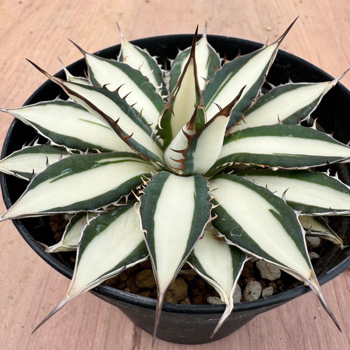 アガベ ホリダ錦 白中斑 Agave horrida varieg. | HOIKAWA CA