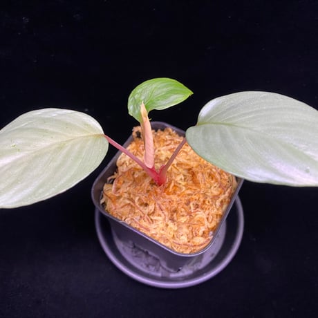 ホマロメナ | STORES