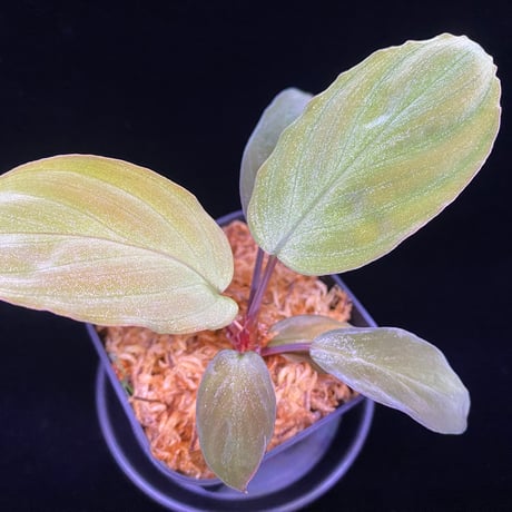 ホマロメナ | STORES