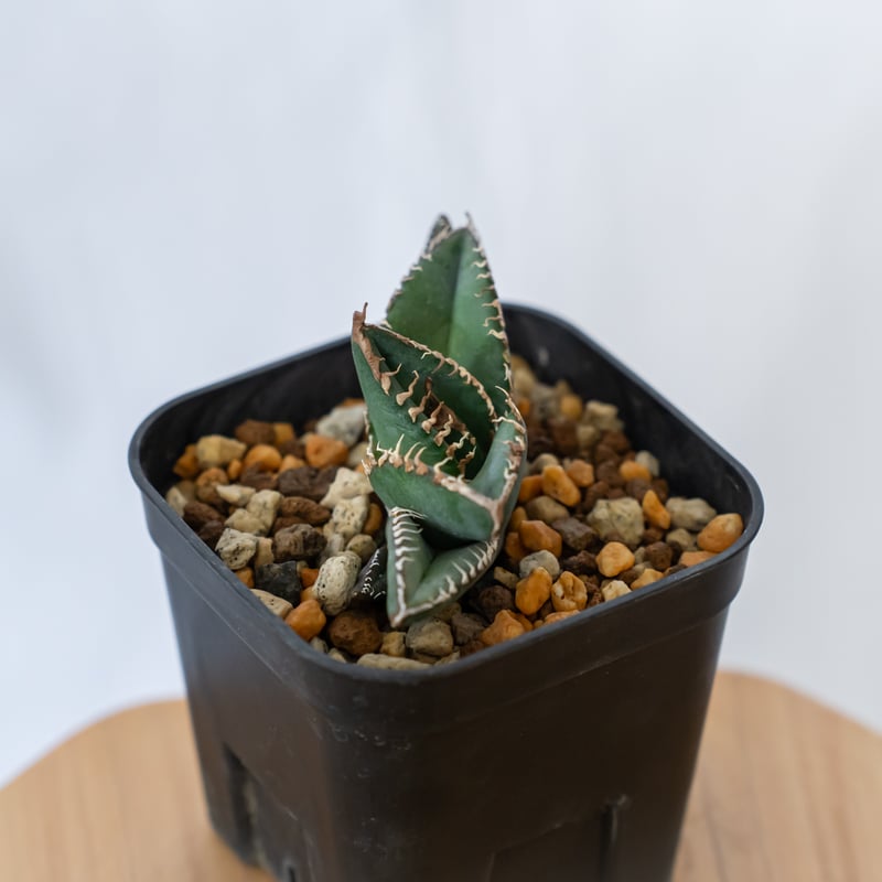 アガベ チタノタ 悪魔くん【発根管理中】TC株 Agave titanota 多肉植物
