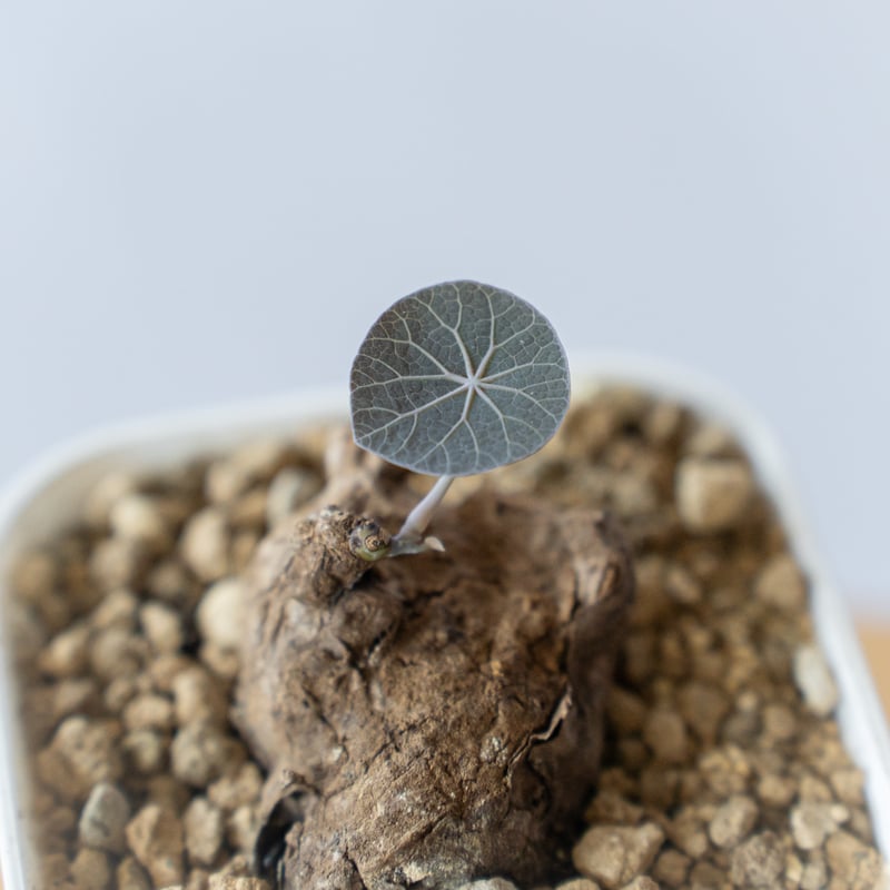 ステファニアカーウィーサキー Stephania Kaweesakii .sp Nova 塊