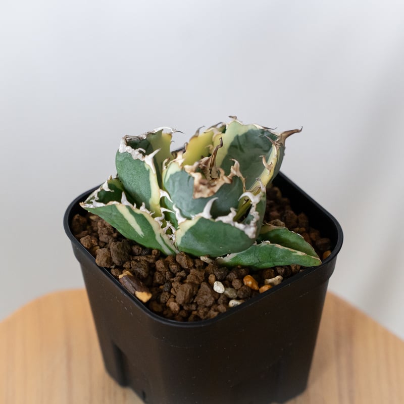 アガベ チタノタ 白鯨 白鯨錦 白覆輪 TC株 Agave titanota White W
