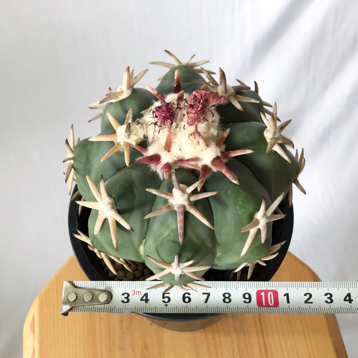ス*郎様 エキノカクタス 白刺翠平丸 Echinocactus horizonthalonius 白