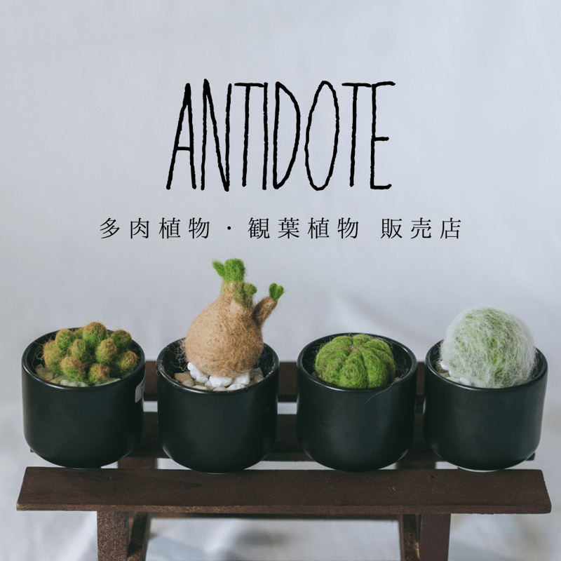 アガベ チタノタ 氷雹【発根管理中】TC株 Agave titanota HYO ブツブツ