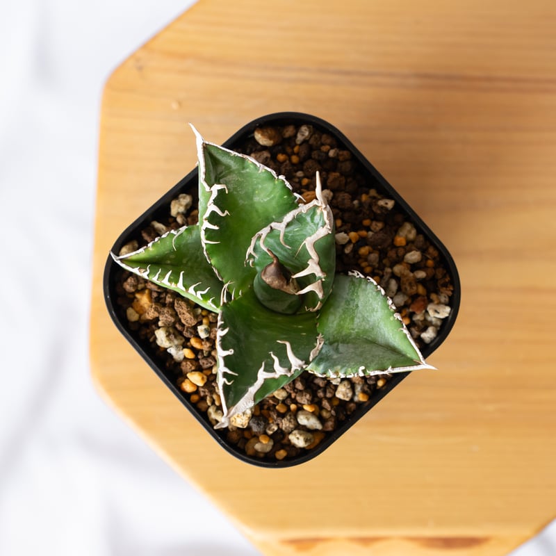 アガベ チタノタ 悪魔くん【発根管理中】TC株 Agave titanota Bakemono