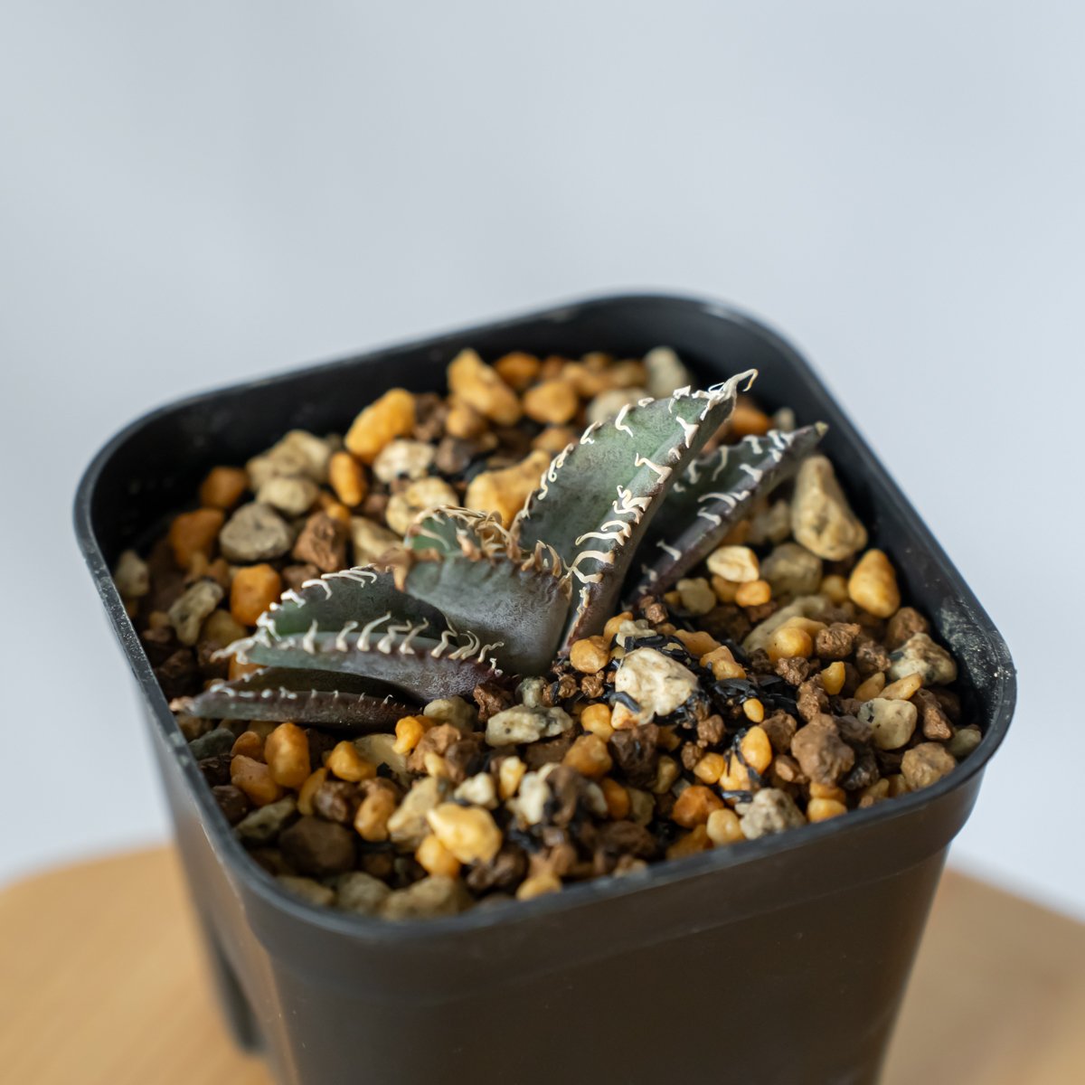 アガベ チタノタ 白幽霊【発根管理中】TC株 agave titanota white gho