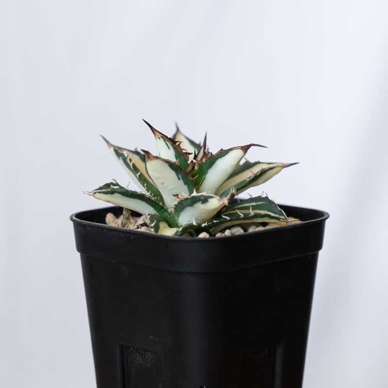 アガベ チタノタ 太陽神 白中斑 極上株 美株【発根管理中】TC株 Agave