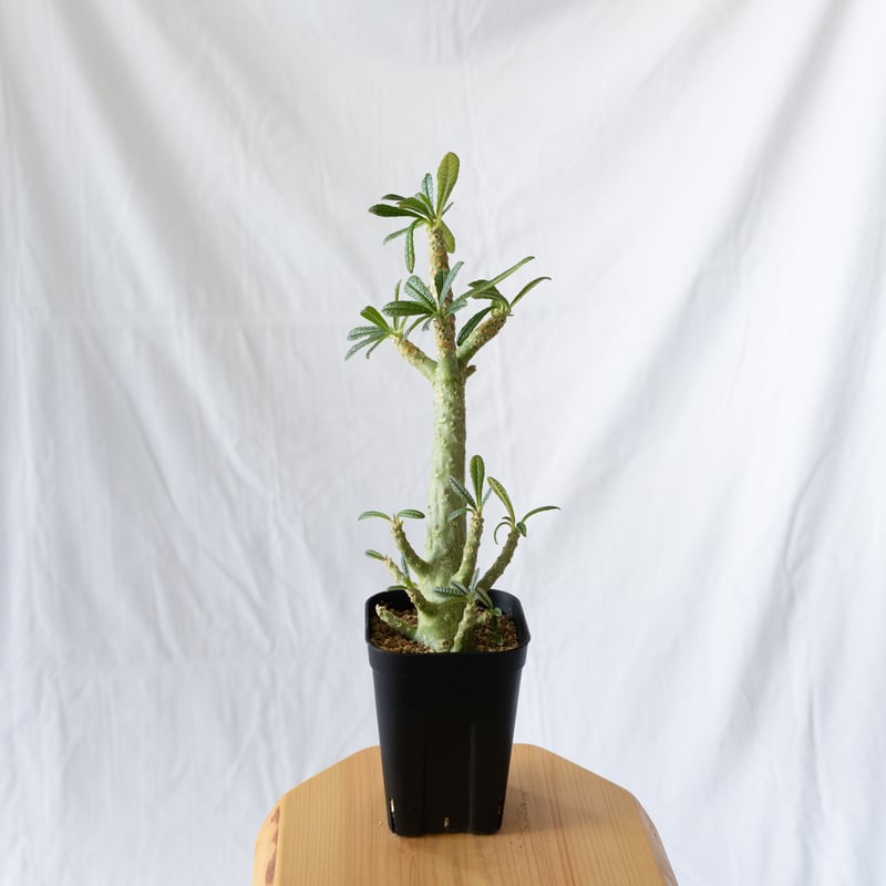 ドルステニア ギガス Dorstenia gigas 挿木 cutting 発根済 塊根植物多