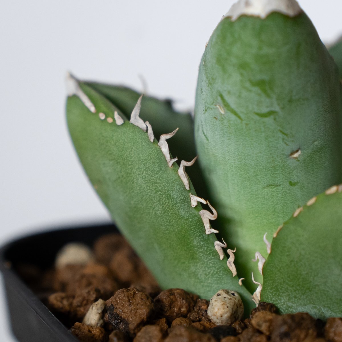 アガベ チタノタ 大白鯊 ホオジロザメ TC株 Agave titanota great w