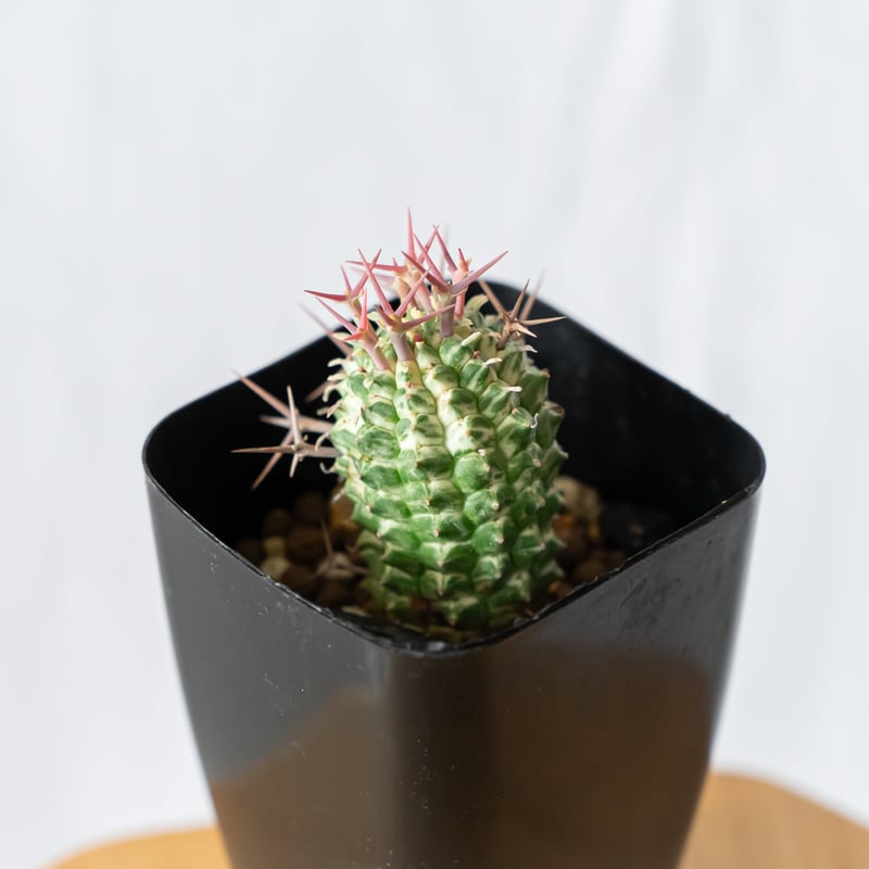 ユーフォルビア 群星冠錦 カキコ Euphorbia stellispina f. varie